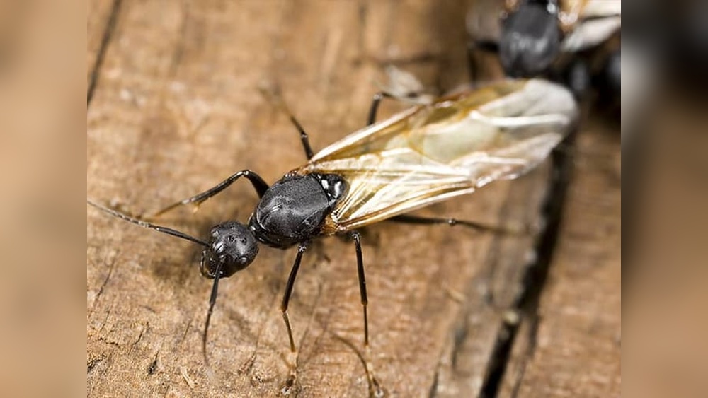 What are the Ants With Wings