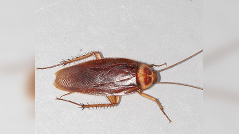 What are the Purpose of Cockroaches