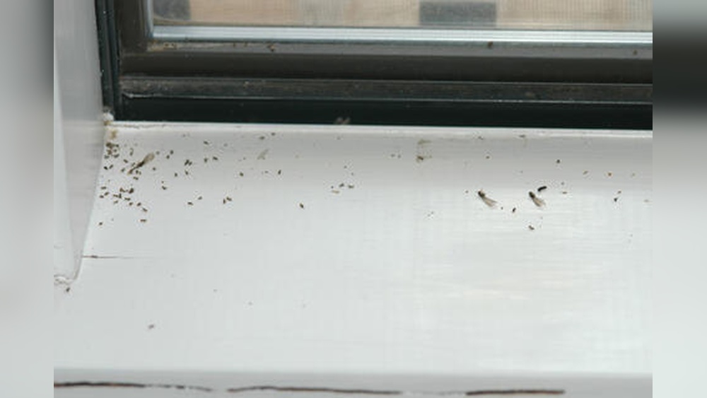 What are the Signs of White Ants