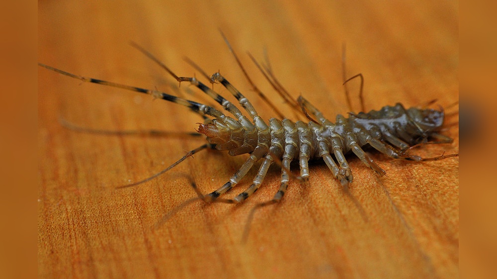 What Attracts Centipedes in Homes