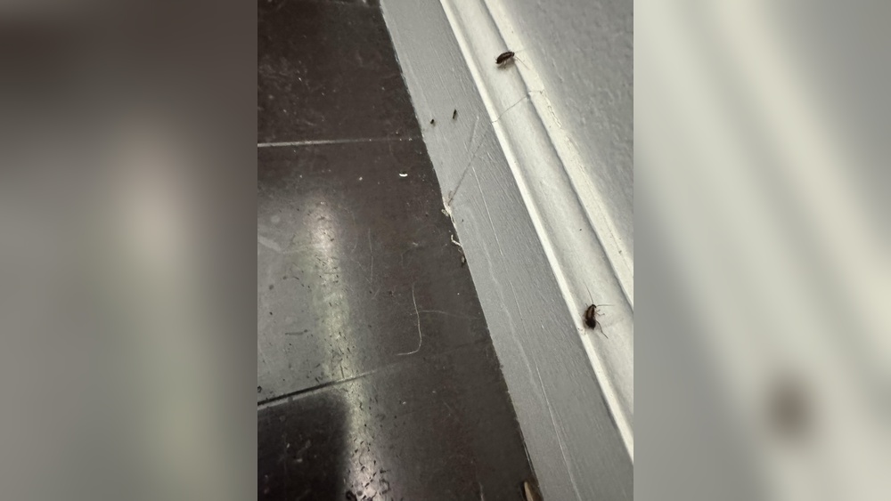 What Attracts Cockroaches in Bedroom