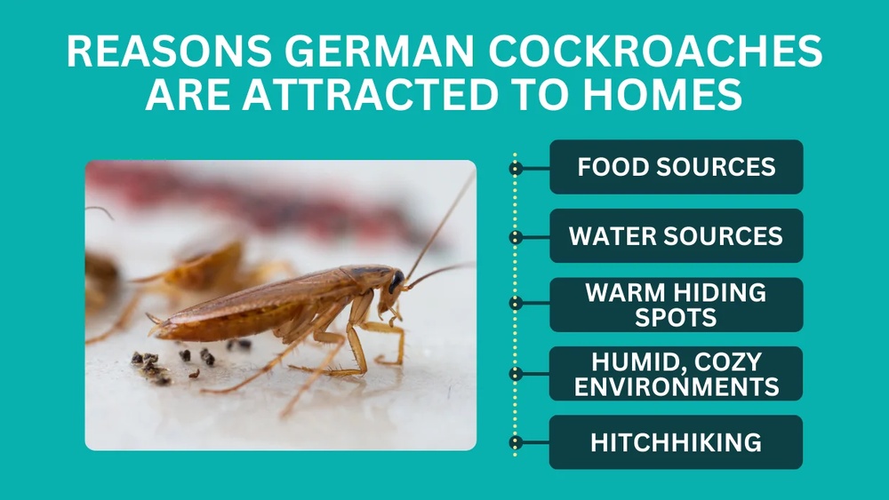 What Attracts German Cockroaches