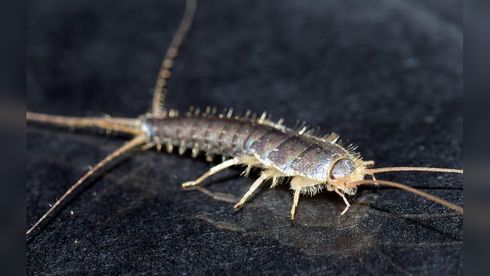 What Attracts Silverfish Bugs