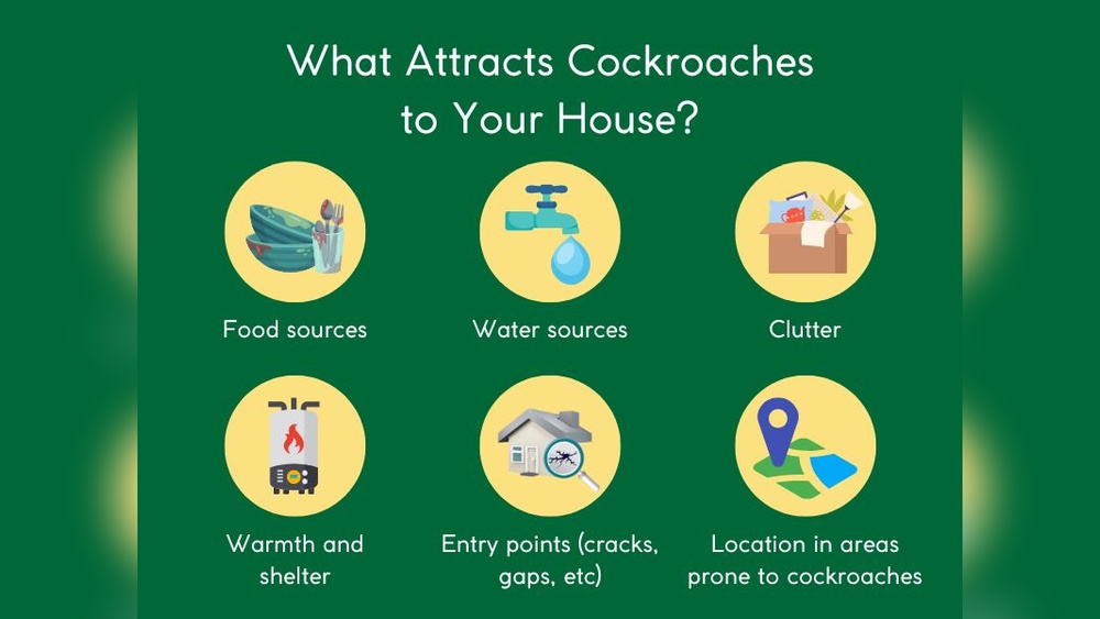 What Brings Cockroaches