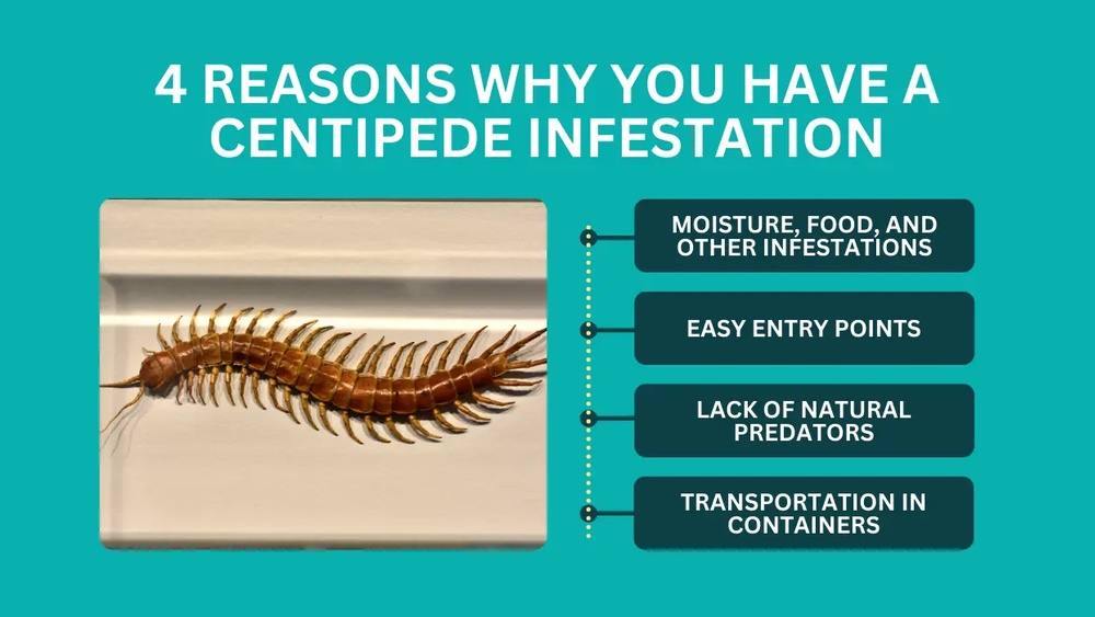What Causes Centipedes in the House