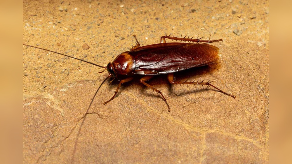 What Causes Cockroaches in Apartments