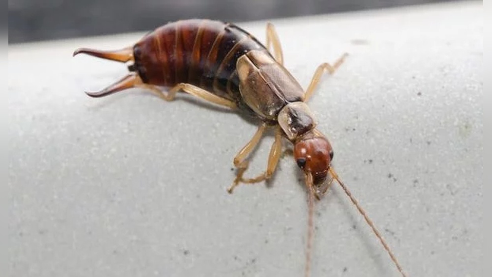 What Causes Earwig Infestation