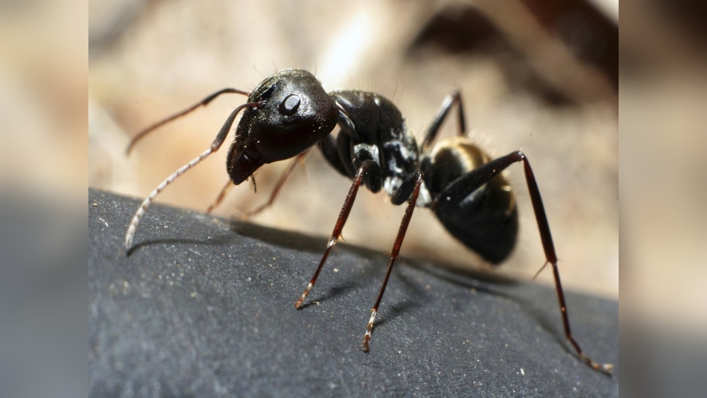 What Do Black Ants Eat