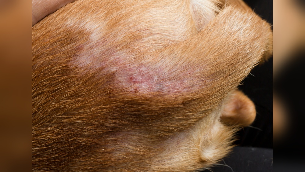 What Do Dog Flea Bites Look Like