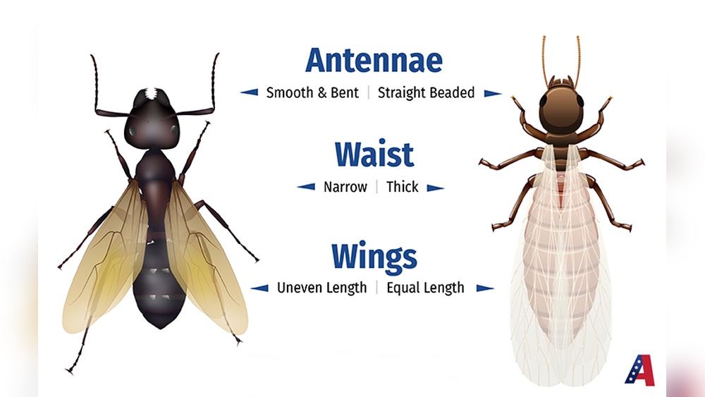 What Do Flying Ants Look Like