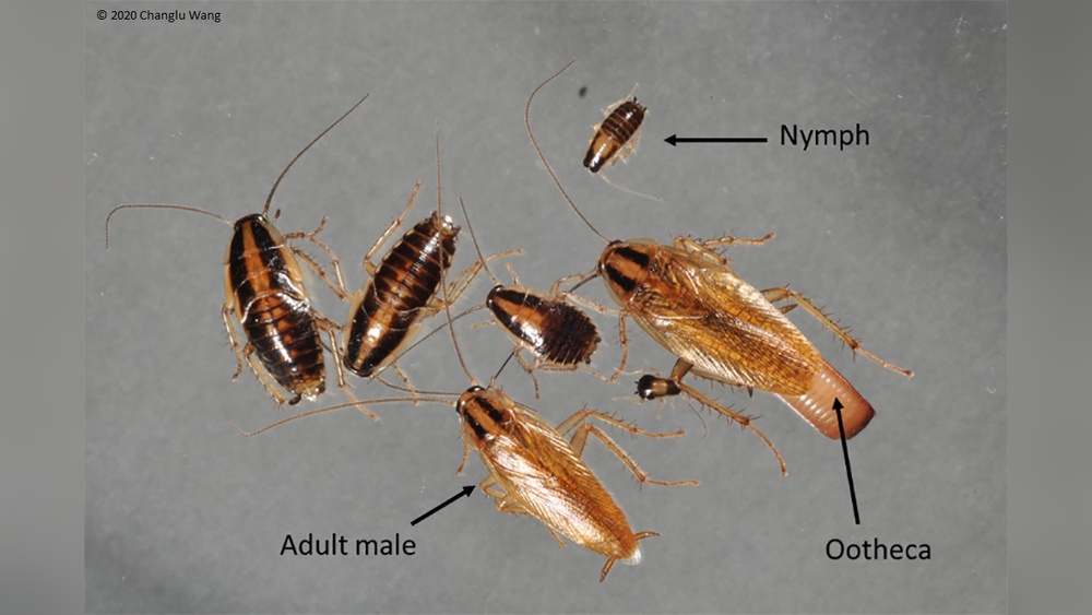 What Do German Cockroaches Eat