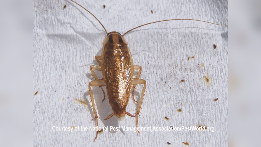 What Do German Cockroaches Look Like
