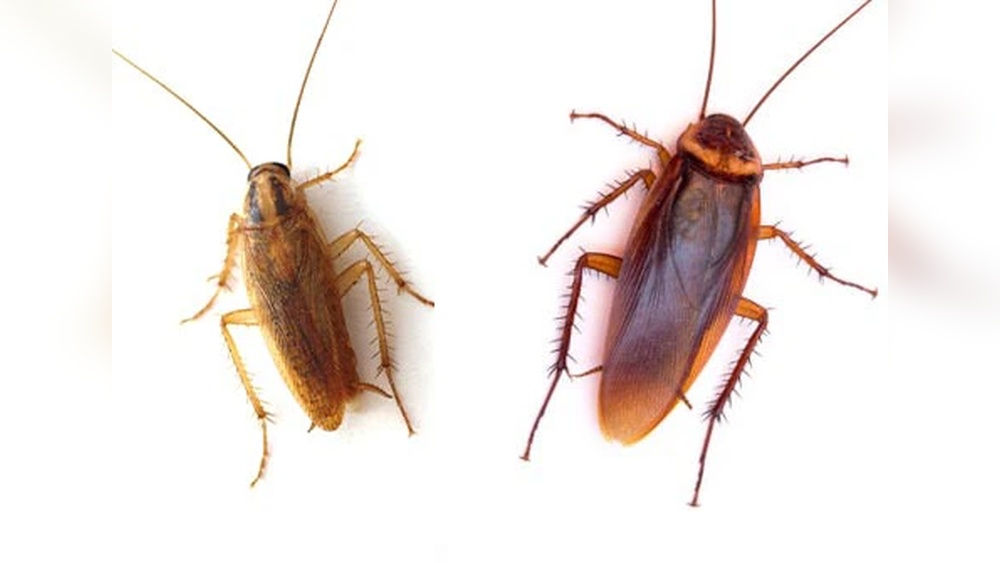 What Do House Cockroaches Look Like