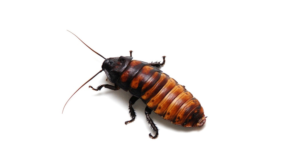 What Do Madagascar Hissing Cockroaches Eat