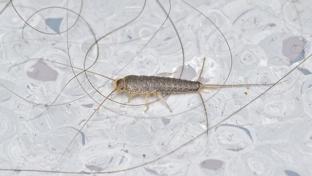 What Do Silverfish Bugs Look Like