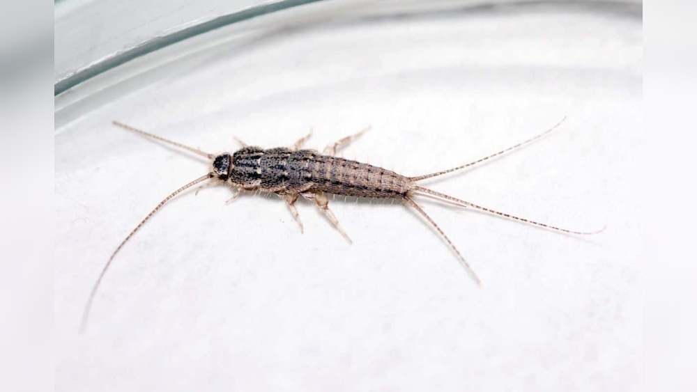 What Do Silverfish Eat