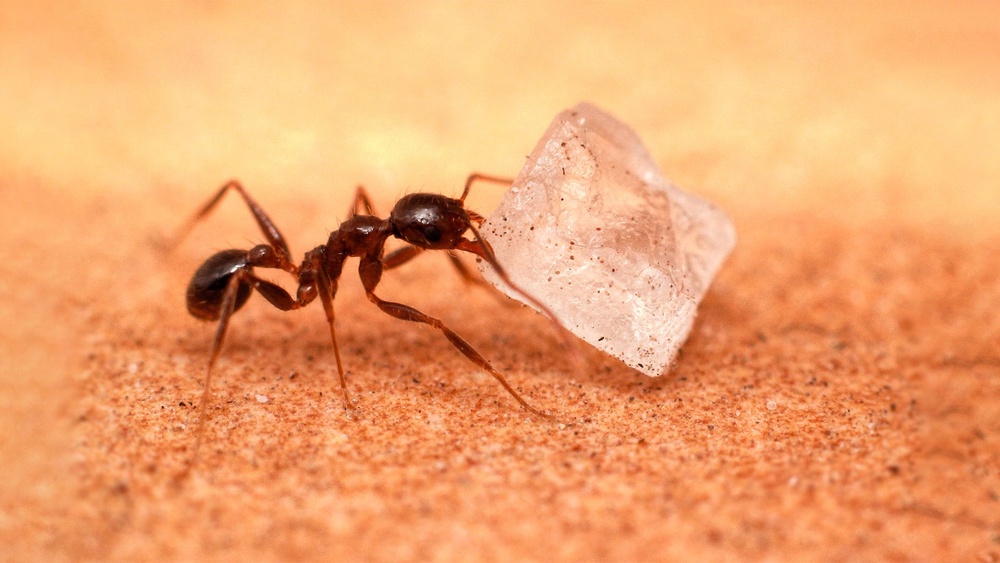 What Do Sugar Ants Eat