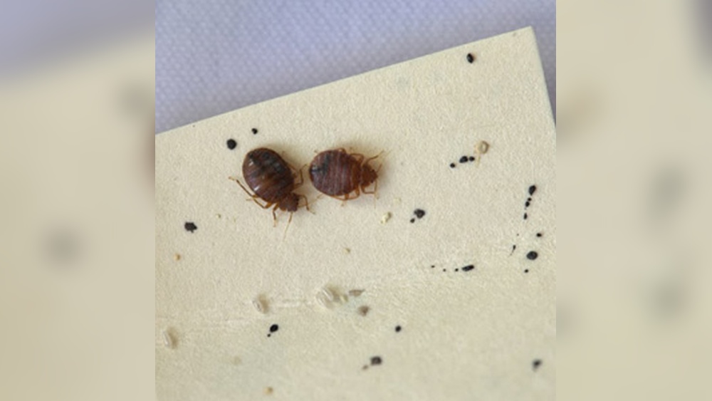 What Does a Bed Bug Egg Look Like