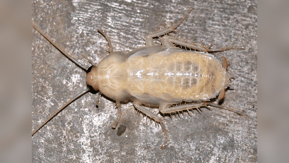 What Does a White Cockroach Mean