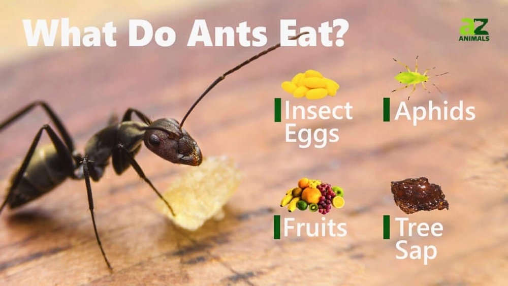 What Does an Ant Eat