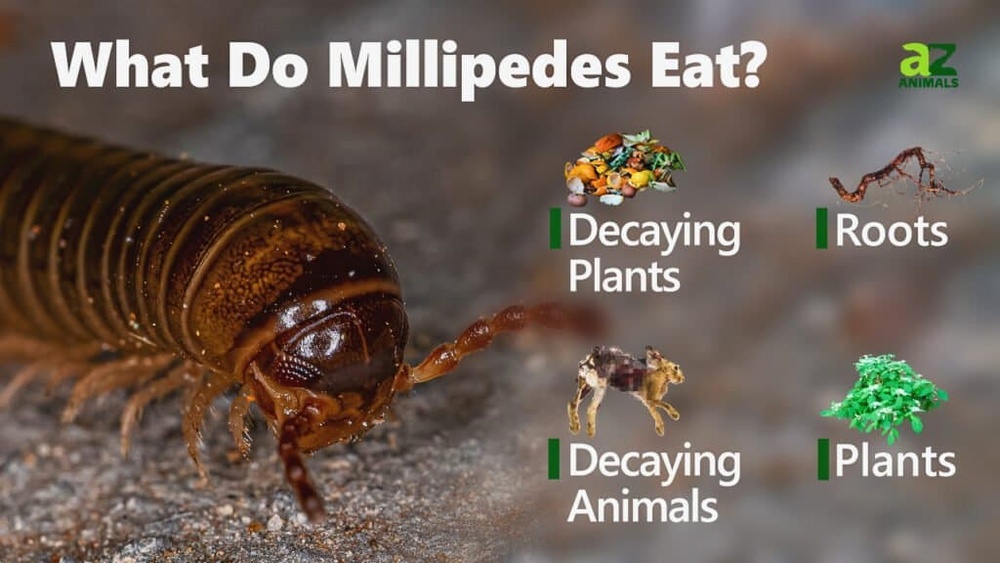 What Does Millipedes Eat