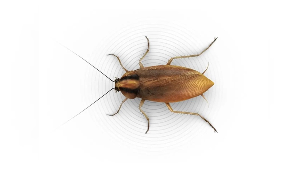 What Does Small Cockroach Look Like