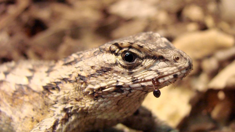 What Eats a Fire Ant