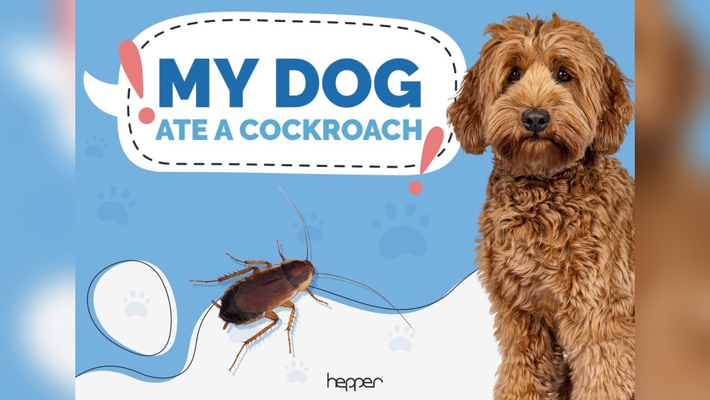 What Happens If a Dog Eats a Cockroach