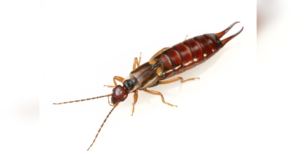 What Insecticide Kills Earwigs
