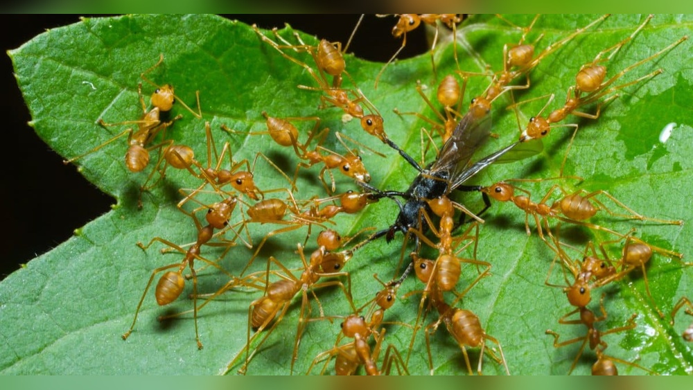 What Insects Do Ants Eat