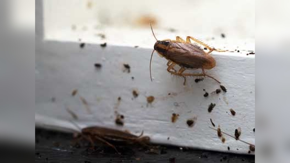 What is a Sign of Cockroach Infestation