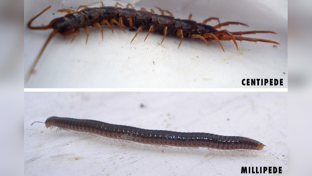 What is the Difference between Centipede And Millipede