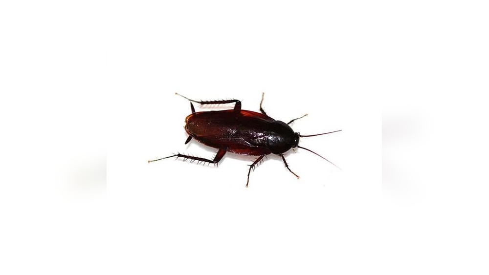 What Kills Smoky Brown Cockroach Indoors