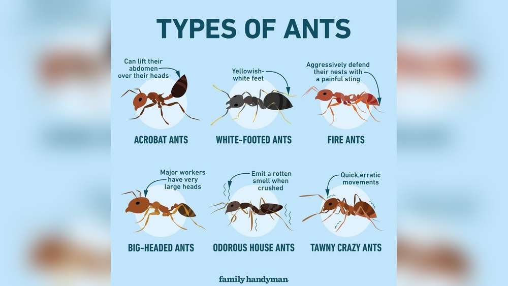 What Kinds of Ants Bite