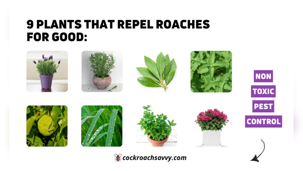 What Plants Repel Cockroaches