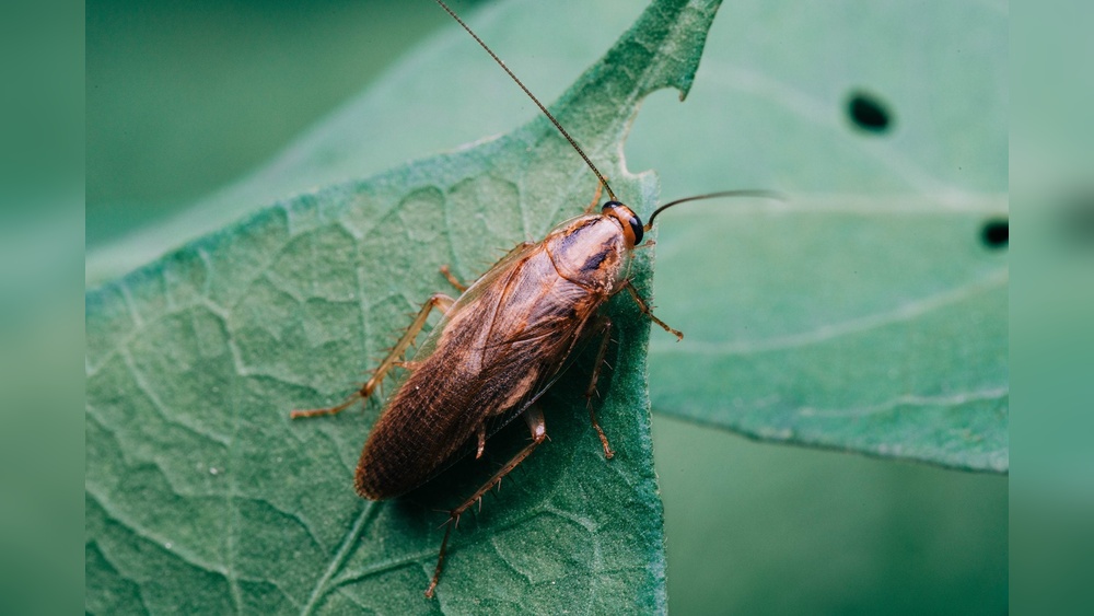 What Sound Does a Cockroach Make