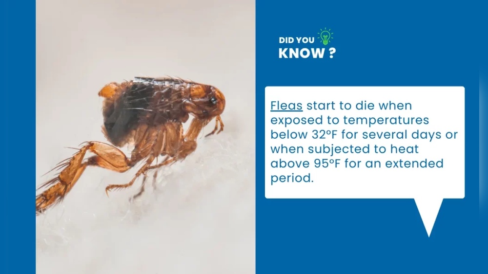 What Temperature Kills Fleas