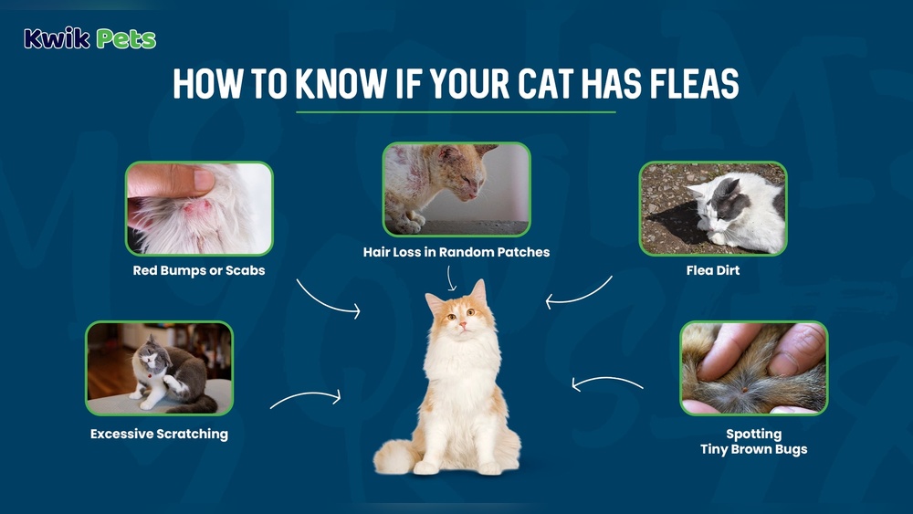 What to Do If Cat Has Fleas