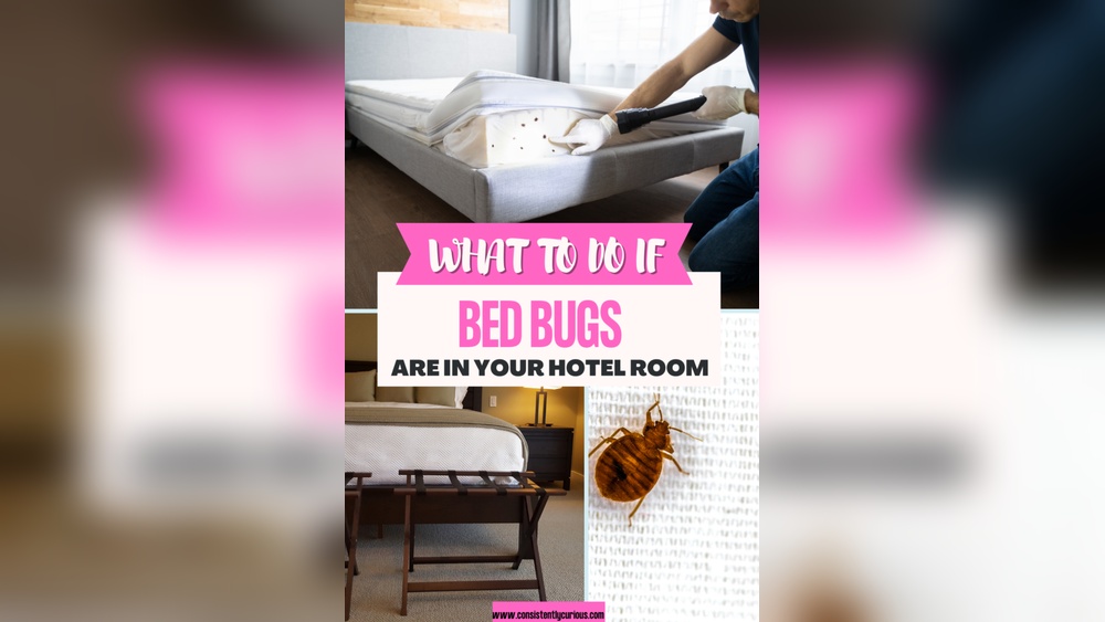 What to Do If Hotel Has Bed Bugs