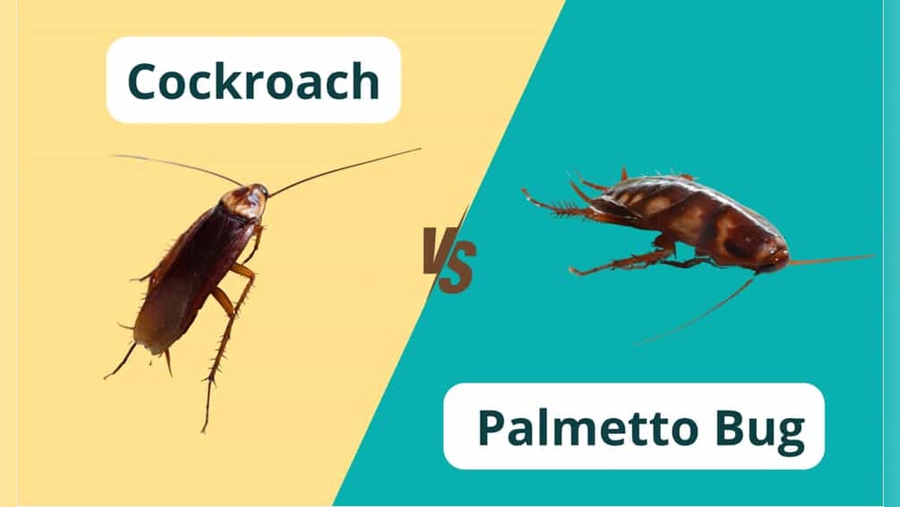 What'S the Difference between a Cockroach And a Palmetto Bug