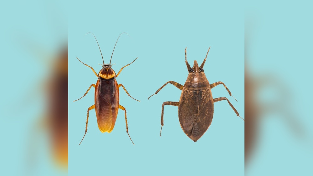 What’S the Difference between a Cockroach And a Water Bug