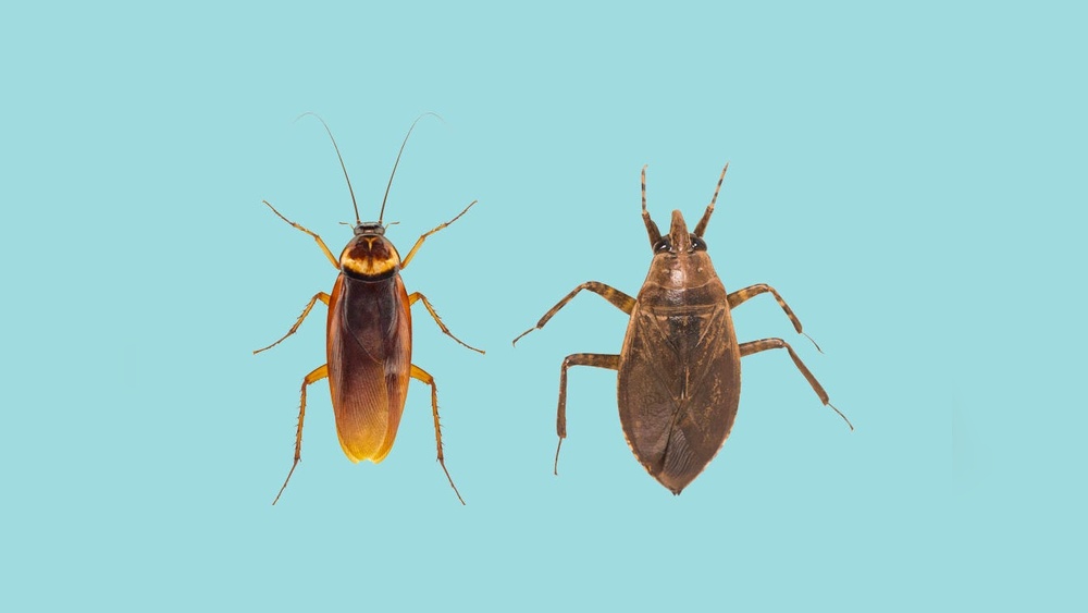 What'S the Difference between a Cockroach And Waterbug