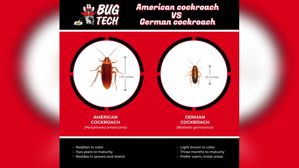 What'S the Difference between Cockroaches And Roaches