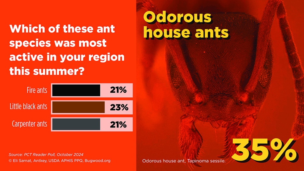 When are Ants Most Active