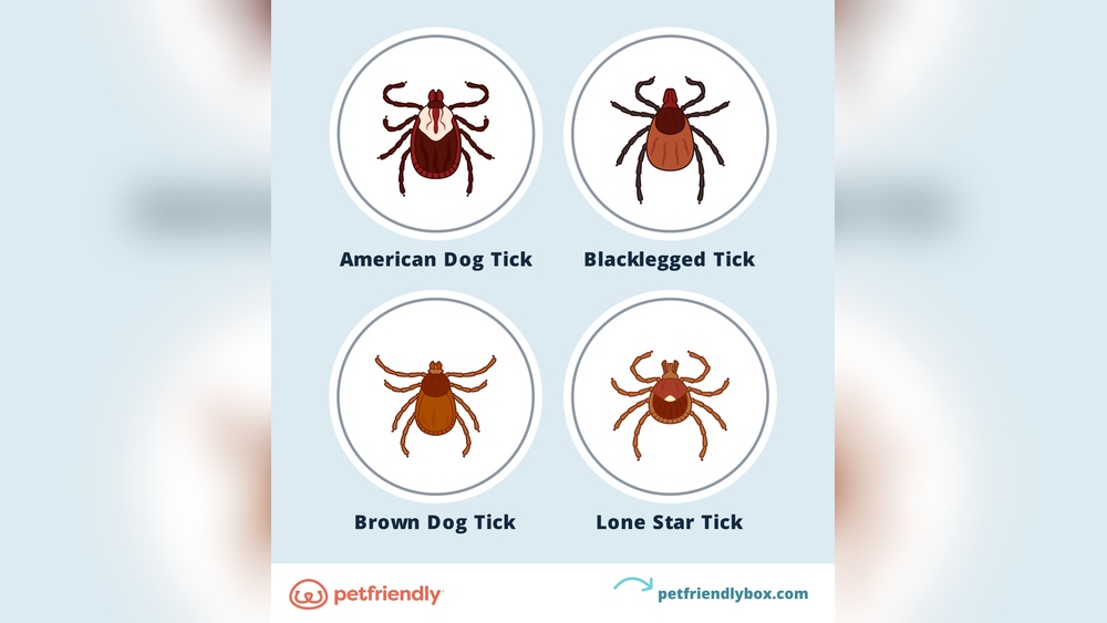 When Does Flea Season End