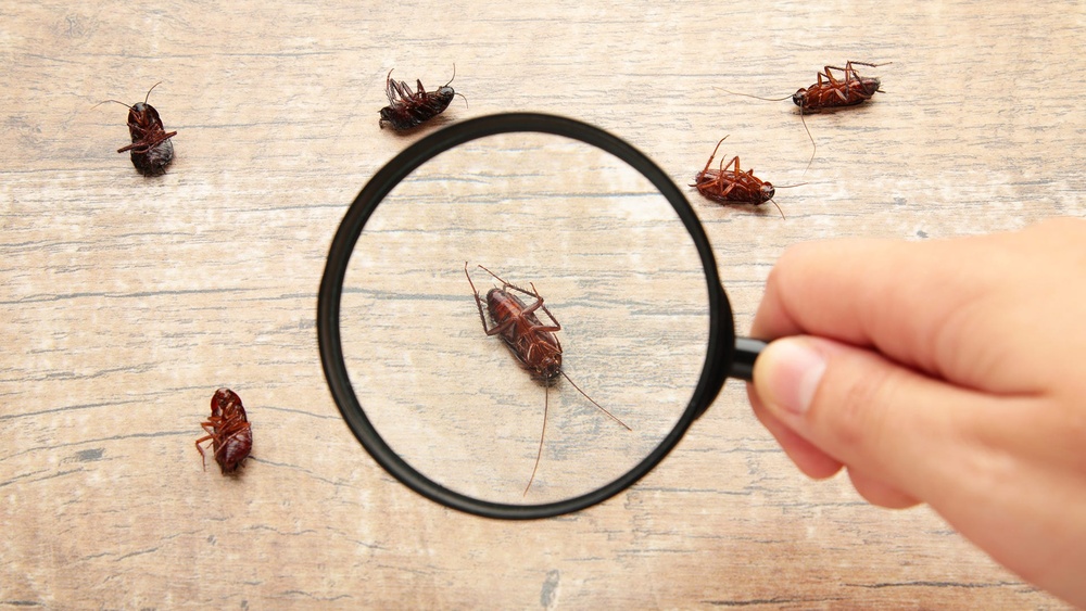 Where are the Cockroaches Coming from