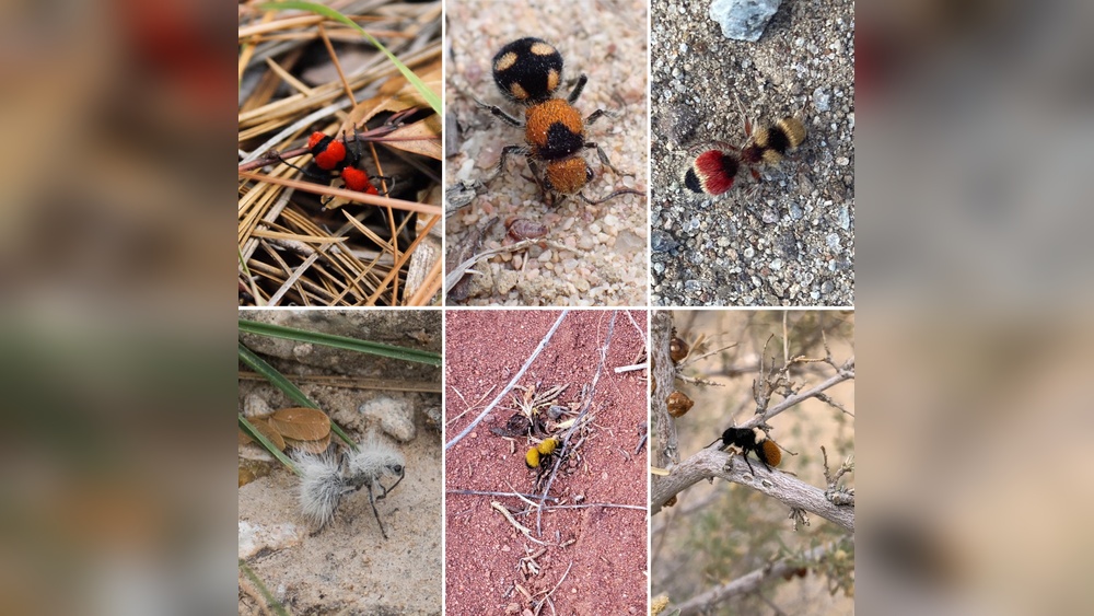 Where are Velvet Ants Found