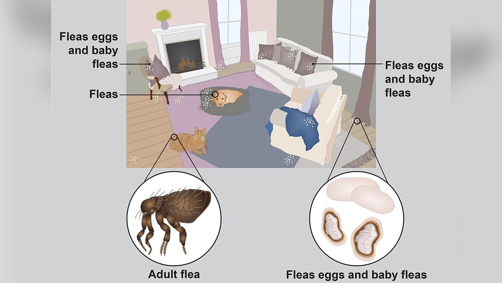 Where Do Fleas Hide in the House