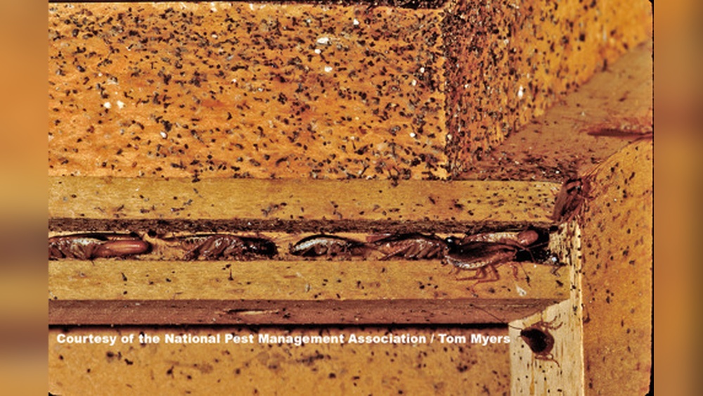 Where Do German Cockroaches Live