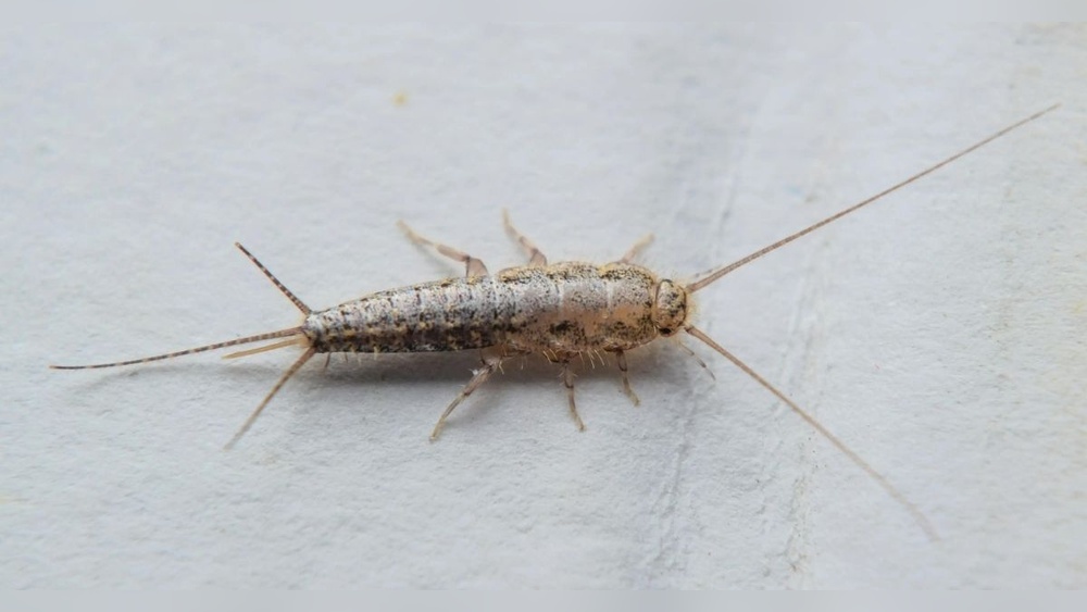 Where Do Silverfish Bugs Come from